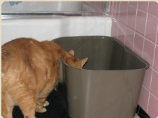 Junior stepping into the litterbox