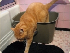 Junior stepping out of the litterbox